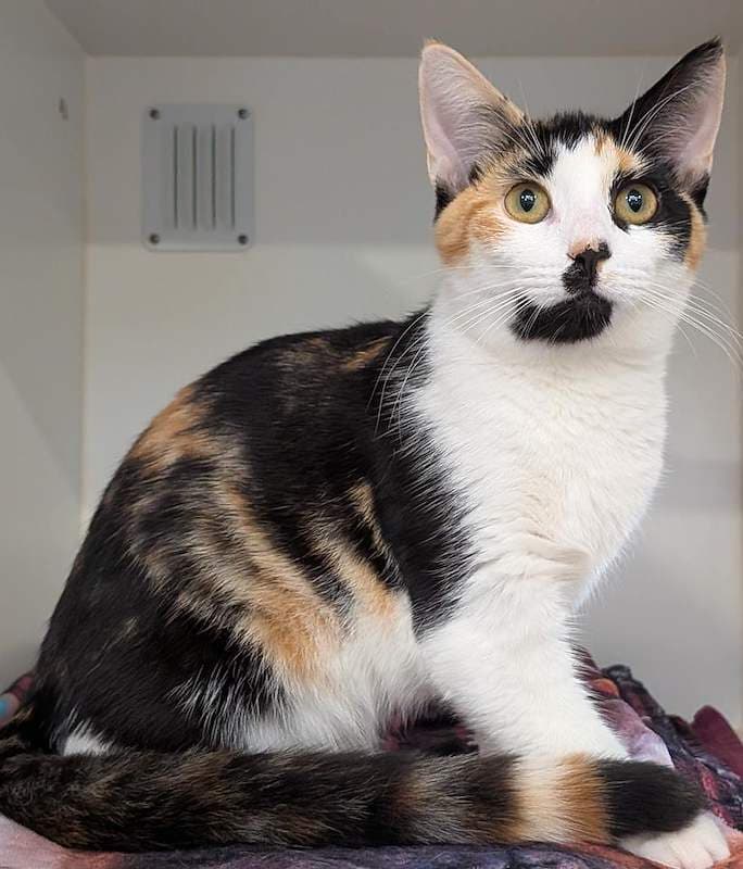 Amara - Domestic Short Hair cat available for adoption at RSPCA Queensland in Brisbane