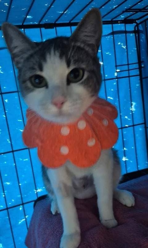 Mae Mae - Domestic Short Hair cat available for adoption at RSPCA Queensland in Gympie