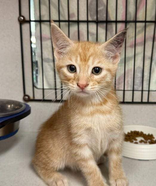 Leaf - Domestic Short Hair cat available for adoption at RSPCA Queensland in Brisbane