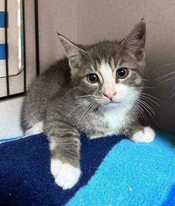 Shrub - Domestic Medium Hair cat available for adoption at RSPCA Queensland in Brisbane