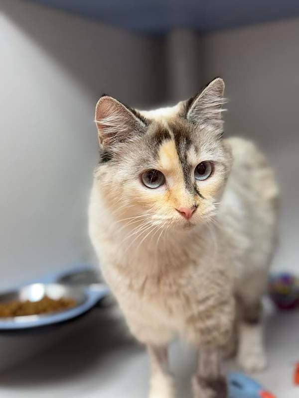 Lucy Locket - Snowshoe cat available for adoption at RSPCA Queensland in Brisbane