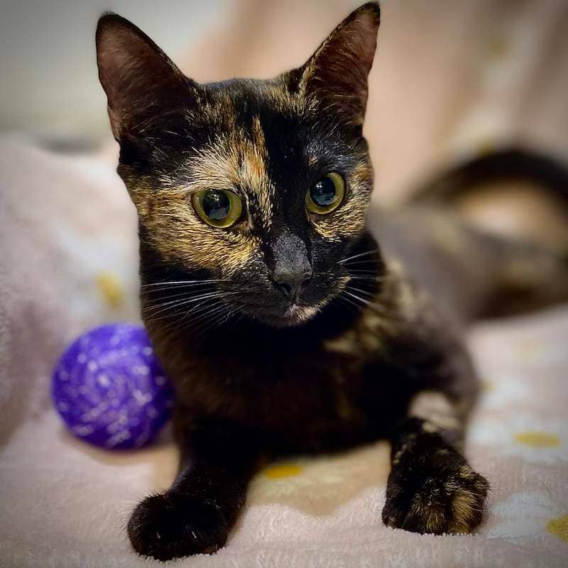 Brie - Domestic Short Hair cat available for adoption at RSPCA Queensland in Bundaberg