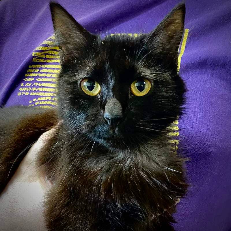 Bundy - Domestic Short Hair cat available for adoption at RSPCA Queensland in Bundaberg