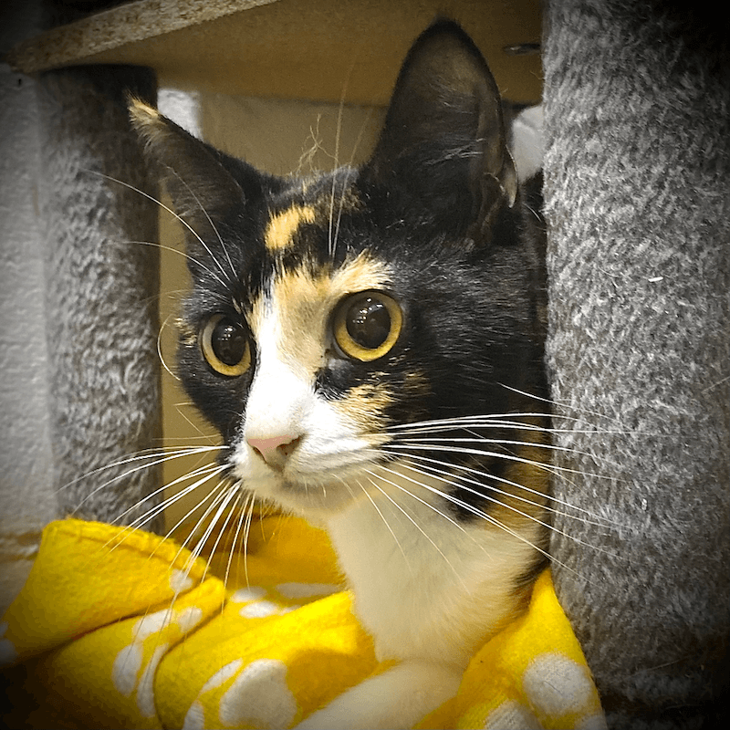 Caramello - Domestic Short Hair cat available for adoption at RSPCA Queensland in Bundaberg
