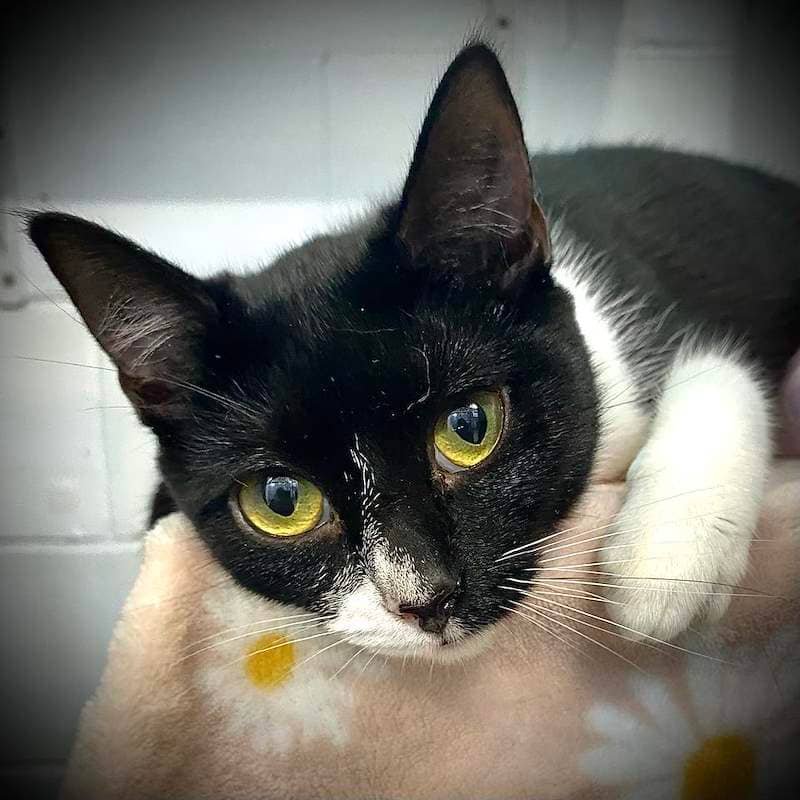Sapphire - Domestic Short Hair cat available for adoption at RSPCA Queensland in Bundaberg