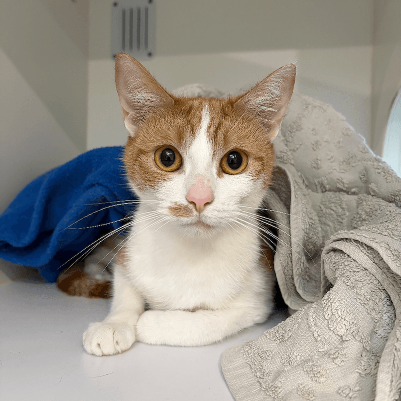 Foxtrot - Domestic Short Hair cat available for adoption at RSPCA Queensland in Brisbane