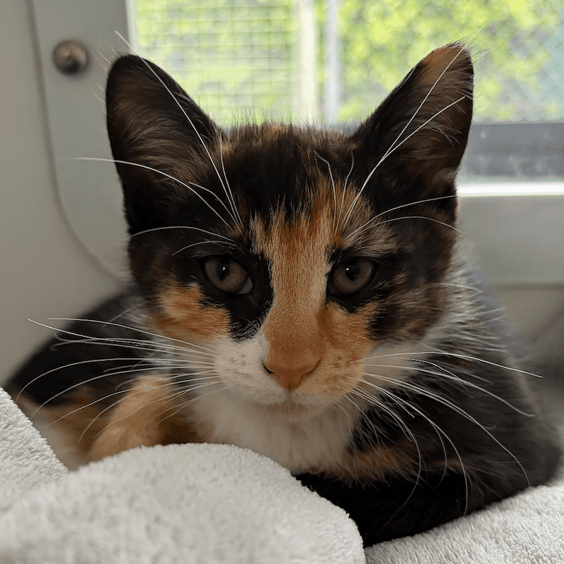 Delaney - Domestic Short Hair cat available for adoption at RSPCA Queensland in Brisbane