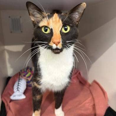 Sorsha - Domestic Short Hair cat available for adoption at RSPCA Queensland in Brisbane