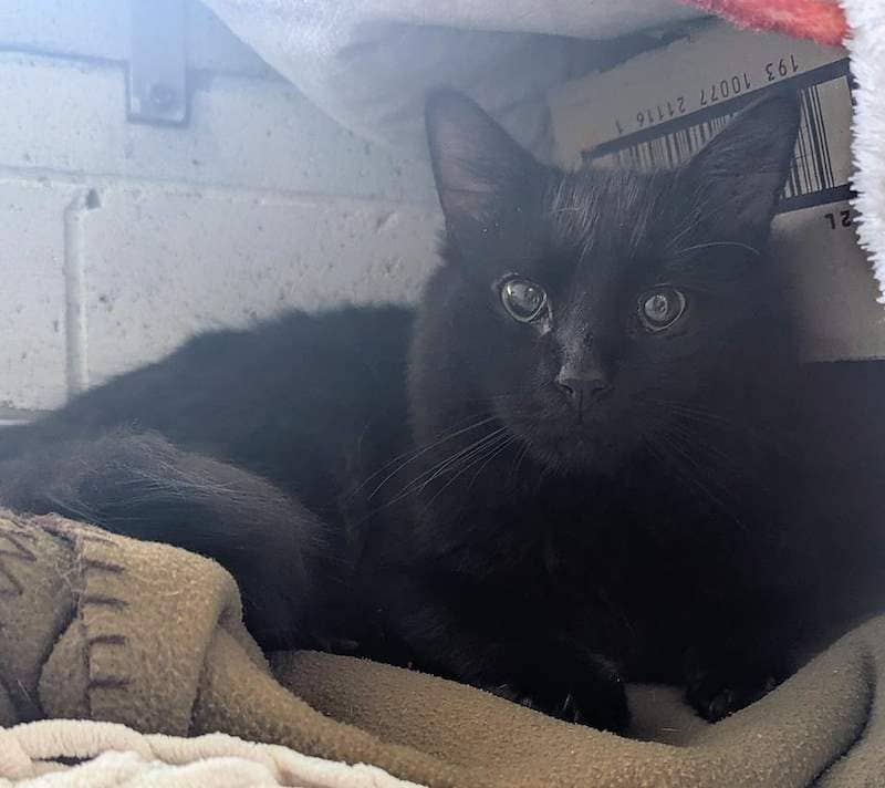 Void - Domestic Medium Hair cat available for adoption at RSPCA Queensland in Brisbane