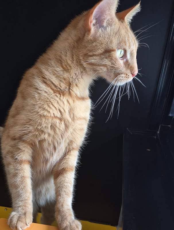 Ed - Domestic Short Hair cat available for adoption at RSPCA Queensland in Gympie