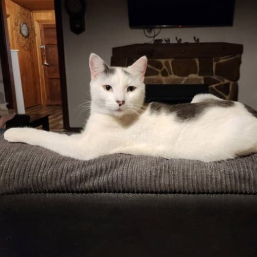 Clem - Domestic Shorthair cat available for adoption in Sydney