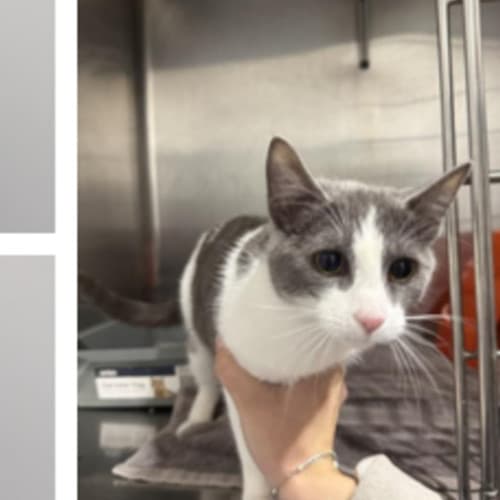 Olive - Domestic Shorthair available for adoption in Wollongong