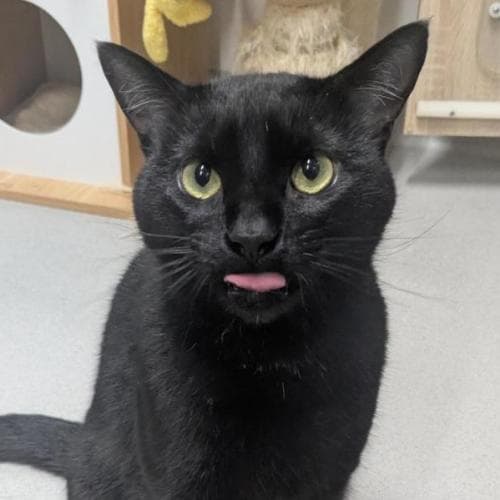 Malvin - Domestic Shorthair cat available for adoption at Mornington Peninsula Shire Community Animal Shelter in Melbourne