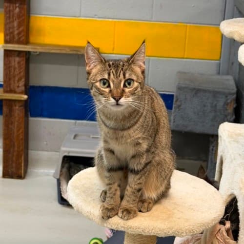Susie - Domestic Shorthair cat available for adoption at Ballarat Animal Shelter in Ballarat