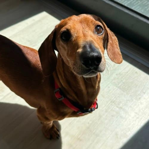 Gruff - Dachshund Cross available for adoption in Melbourne