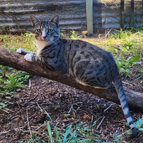 Donny - Domestic Shorthair cat available for adoption at Brighter Future Cat Rescue in Sydney