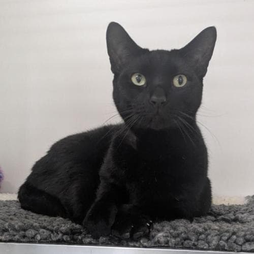 Freddie - Domestic Shorthair cat available for adoption at Mornington Peninsula Shire Community Animal Shelter in Melbourne