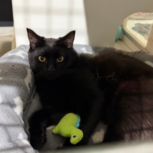 Spook - Domestic Shorthair cat available for adoption at Ballarat Animal Shelter in Ballarat