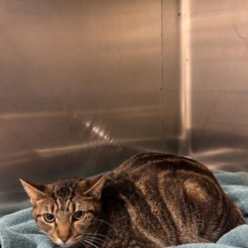 Leo - Domestic Shorthair available for adoption in Wollongong