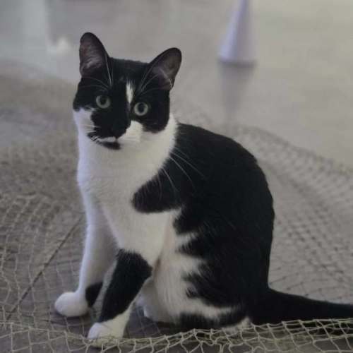 Blinky - Domestic Shorthair cat available for adoption in Sydney