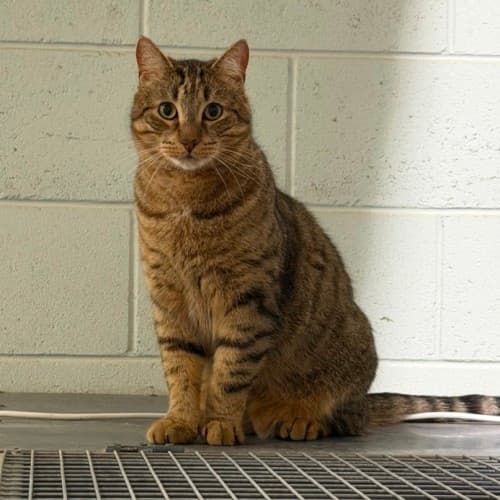 Nessa - Domestic Shorthair cat available for adoption at Ballarat Animal Shelter in Ballarat