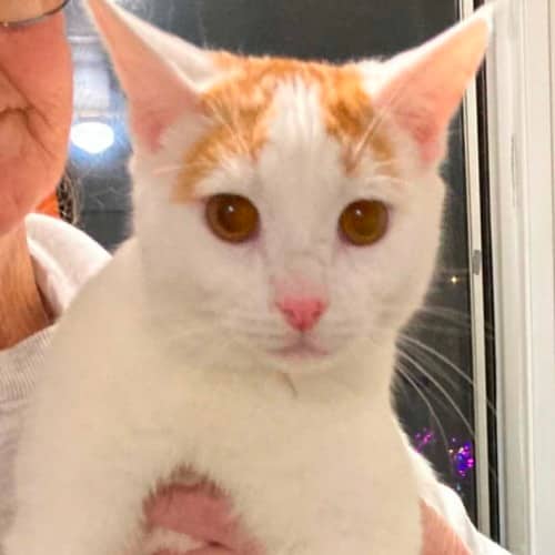 Quincey - Domestic Shorthair cat available for adoption at Hearts for Animals in Nsw