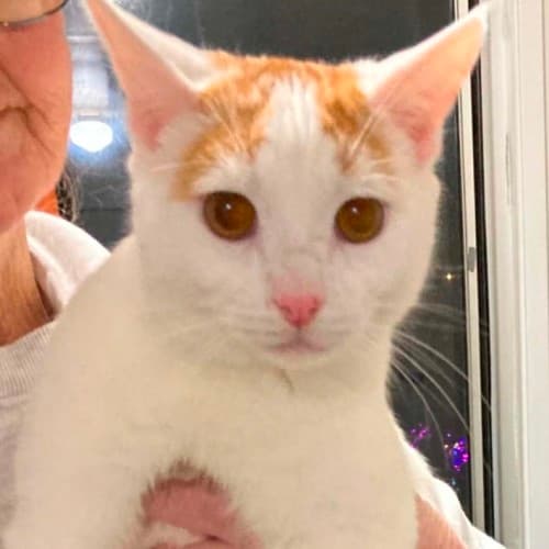 Quincey - Domestic Shorthair available for adoption in Nsw
