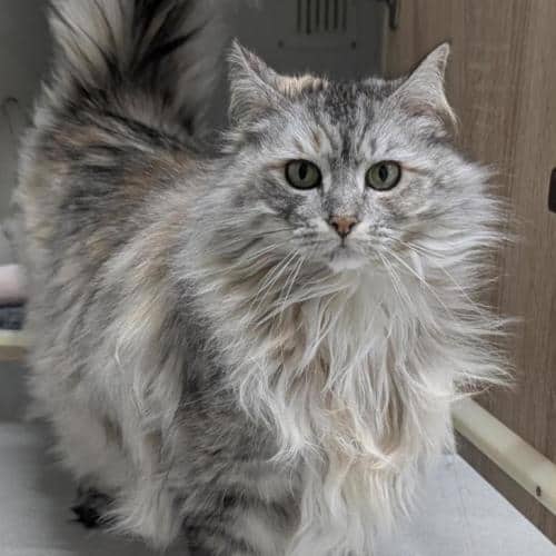Daisy - Domestic Longhair cat available for adoption at Mornington Peninsula Shire Community Animal Shelter in Melbourne