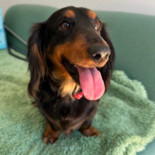 Dolly - Dachshund Cross available for adoption in Melbourne