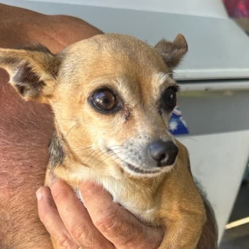 Bonny (Bon Bon) - Mixed Breed available for adoption in Brisbane