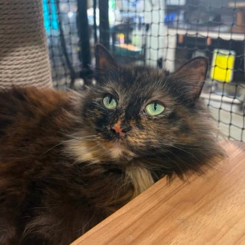 Mimosa - Domestic Medium Hair cat available for adoption at Ballarat Animal Shelter in Ballarat