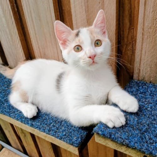 Lieffy - Domestic Shorthair cat available for adoption at Caboolture and District Animal Welfare in Brisbane