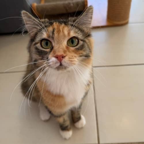 Millie - Domestic Medium Hair cat available for adoption at Second Chance Animal Rescue in Melbourne