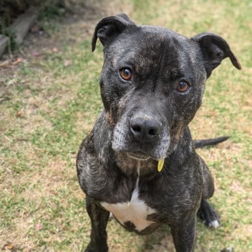 Tonka - Mixed Breed available for adoption in Melbourne