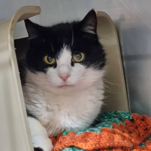 Daisy - Domestic Shorthair cat available for adoption at Ballarat Animal Shelter in Ballarat