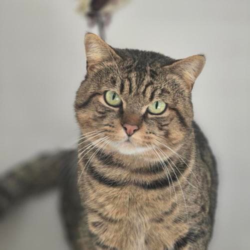 Macavity - Domestic Shorthair cat available for adoption at Mornington Peninsula Shire Community Animal Shelter in Melbourne