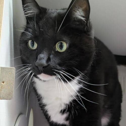 Buckley - Domestic Shorthair cat available for adoption at Mornington Peninsula Shire Community Animal Shelter in Melbourne