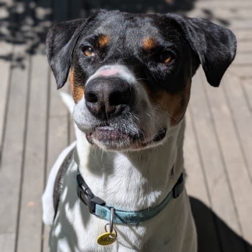 Neville - Mixed Breed available for adoption in Melbourne