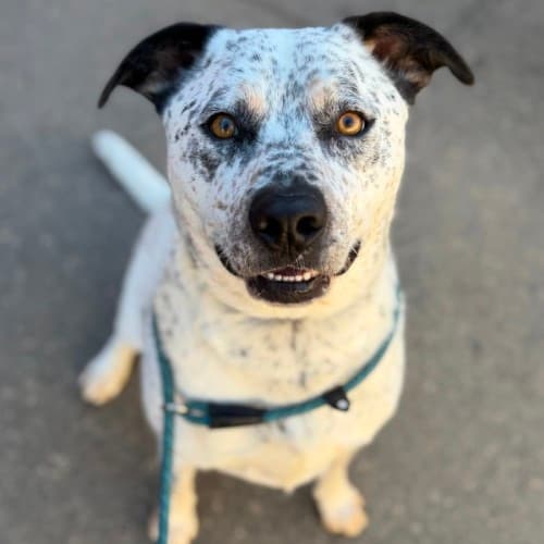 Stitch - Mixed Breed available for adoption in Ballarat