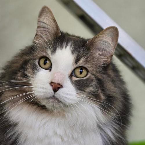 Buddy - Domestic Longhair cat available for adoption at Mornington Peninsula Shire Community Animal Shelter in Melbourne