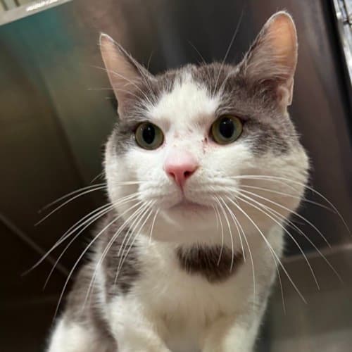Boston - Domestic Shorthair cat available for adoption in Ballarat
