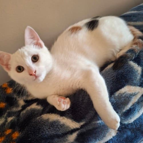 Pearl - Domestic Shorthair cat available for adoption at Caboolture and District Animal Welfare in Brisbane