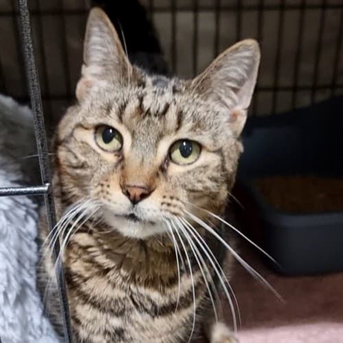 Annie - Domestic Shorthair cat available for adoption in Ballarat