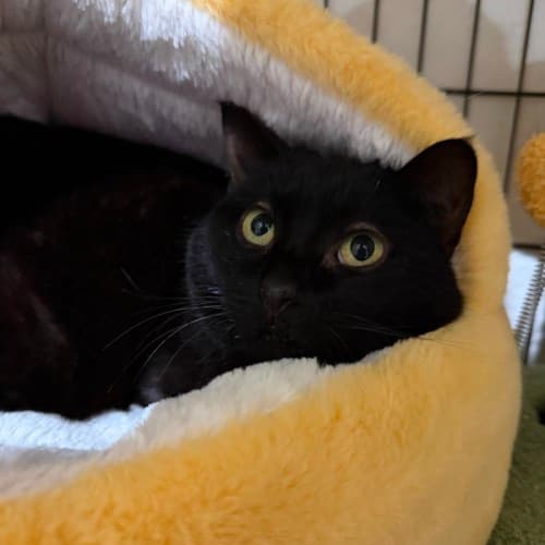 Guinness - Domestic Shorthair cat available for adoption at Ballarat Animal Shelter in Ballarat