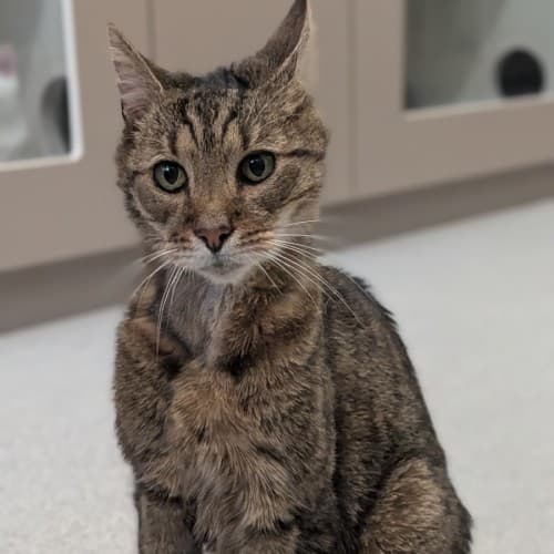 Tiberius - Domestic Shorthair cat available for adoption at Save-A-Dog Scheme in Melbourne