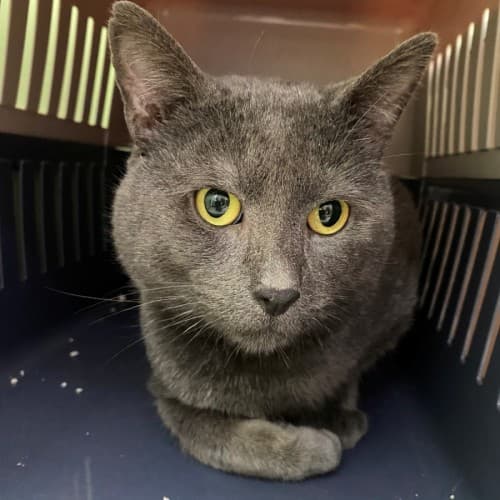 Arthur - Domestic Shorthair cat available for adoption at Wollongong City Council (Wollongong Pet Connection) in Wollongong