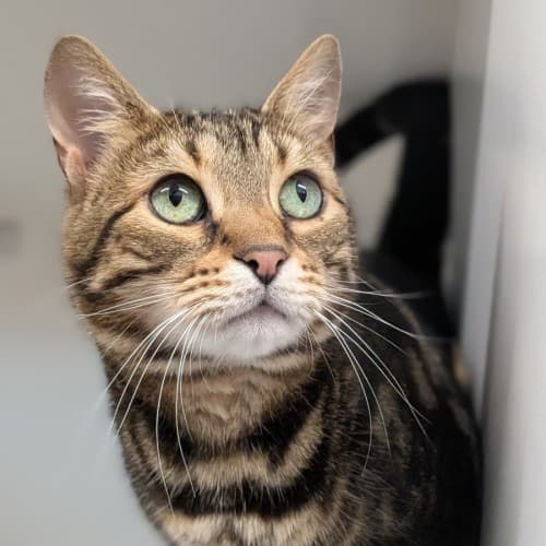 Petra - Bengal x Domestic Short Hair Mix cat available for adoption at Save-A-Dog Scheme in Melbourne