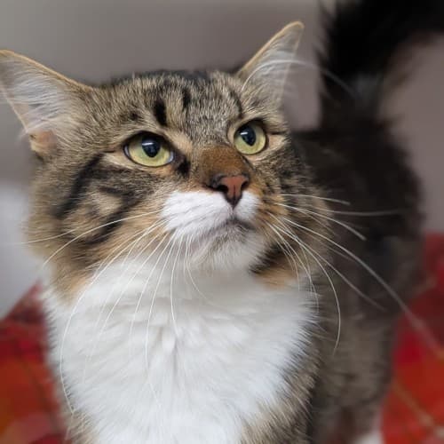 Flapjack - Domestic Medium Hair cat available for adoption at Save-A-Dog Scheme in Melbourne