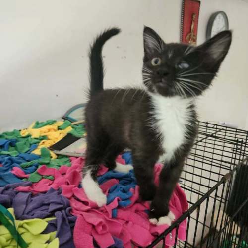 Angel - Domestic Shorthair cat available for adoption at Brighter Future Cat Rescue in Sydney