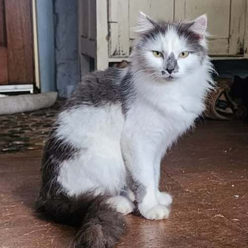 Freya - Domestic Shorthair cat available for adoption at Brighter Future Cat Rescue in Sydney